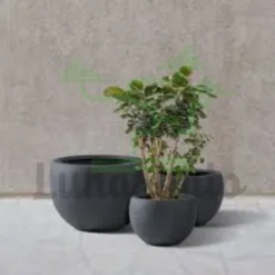 Lightweight Concrete Planter in California