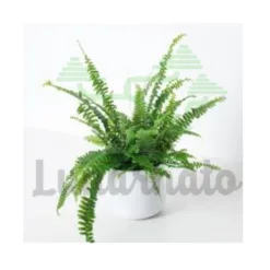 Boston Fern in California